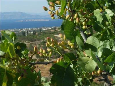 J'irais bien sur la merveilleuse île d'Egine, où les habitants récoltent les fruits des -------. Ses habitants m'ont même dit que ce sont leurs pilules de "Viagra" !