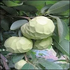 Je vous ai entraînés jusque dans la région de Málaga et nous y avons trouvé des :