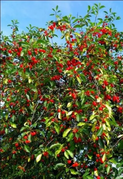 Plus près de nous, et pour bientôt ! À cheval sur une branche de --------, et dégustation immédiate de ces beaux fruits charnus et rutilants de la variété bigarreau.