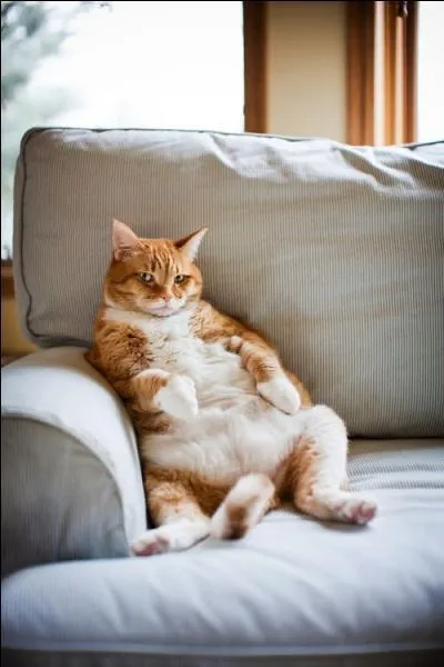 Grce au chat, trouve le titre de la chanson de Mika !