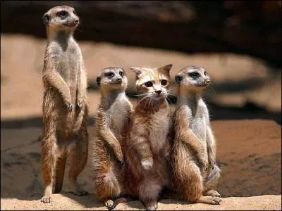 Trouve l'intrus de la photo !