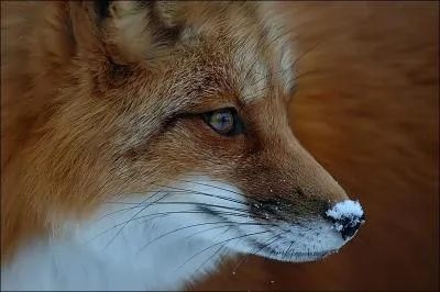 A quel roman du moyen-ge te fait penser l'animal de la photo ?