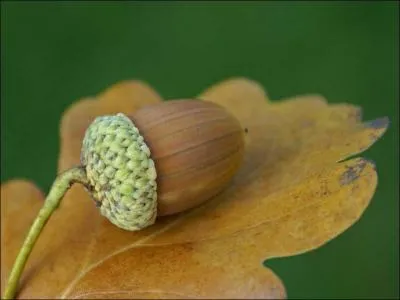 Dans lequel de ces trois films peux-tu voir ce fruit ?