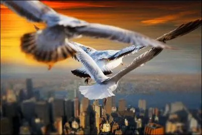 Trouve le verbe par l'image !