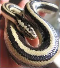 Dans quel habitat vit le boa ros ?