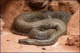 C est le plus grand serpent d'Afrique, il peut manger : chvres, moutons, gazelles et crocodiles, quel est ce serpent ?