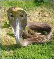 Combien de morts fait le cobra indien par an ?