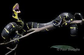 Dans quelle partie de la journe chasse le serpent des paltuviers ?