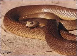 C'est le serpent le plus venimeux au monde.