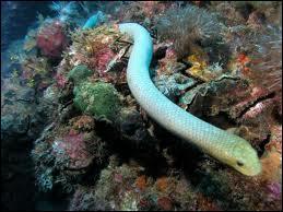 Quel est ce serpent qui vit dans les rcifs de corail d'Australie et de Nouvelle-Guine ?