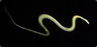 Quel est ce serpent ?