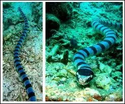 Que chasse ce serpent  queue plate ?