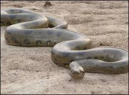 C'est le plus lourd serpent du monde , il peut peser jusqu' 250 kg, quel est ce serpent ?