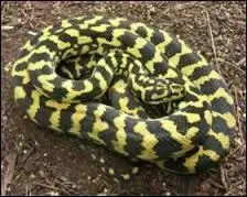 Combien d'oeufs peut pondre la femelle du carpet python ?