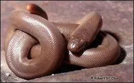 Que fait le boa-caoutchouc lorsqu'il est menac ?