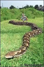C est plus long serpent du monde, il peut aller jusqu' 10 m de long , quel est ce serpent ?