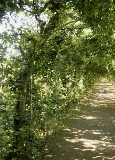 Une alle pour une si agrable promenade de/d' ---------.