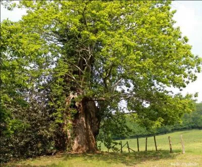Un arbre d'exception dans la Haute-Vienne.