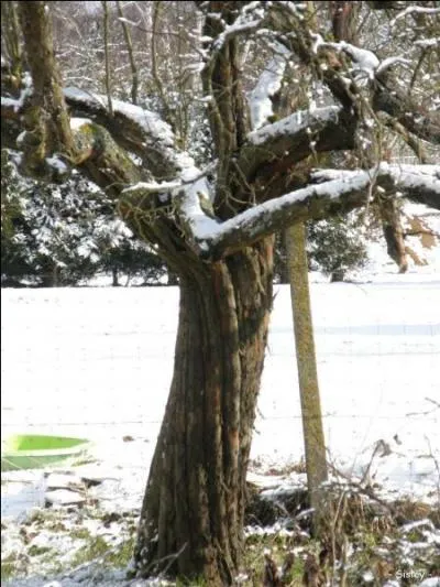 Voil un arbre qui porte normalement des :