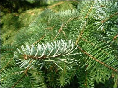 Quelles sont ces branches ?