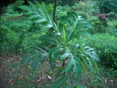 Petit arbre ------ aux splendides feuilles fonces et luisantes deviendra grand.