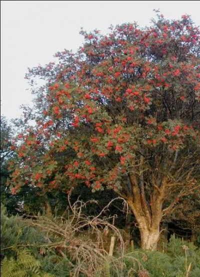 Selon la varit les fruits sont jaunes ou rouges.