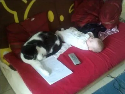 Qu'en est-il de cette lgende du chat et des bbs ?