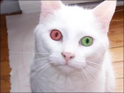 Qu'est-ce que l'htrochromie chez un chat ?