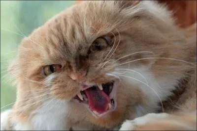 Le chat aplatit compltement ses oreilles. Qu'est-ce que cela signifie ?