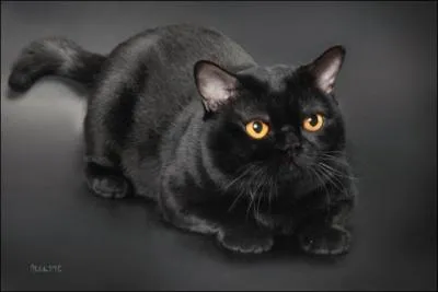Voici trois races de chats noirs, cochez l'intrus.