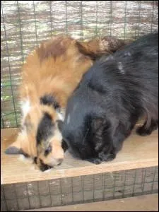 Lorsque le chat frotte son corps sur des tres vivants, ( homme, chat, chien), que veut-il dire ?