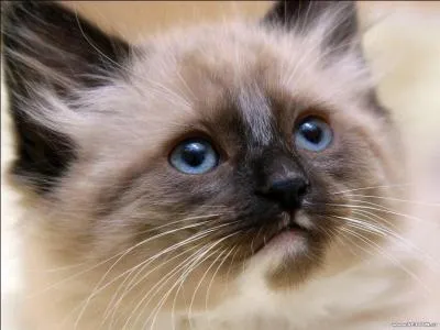 Pourquoi est-il conseill de faire striliser votre chat mle ?