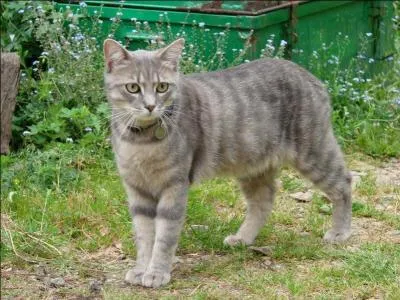  quel ge doit-on le faire striliser ?