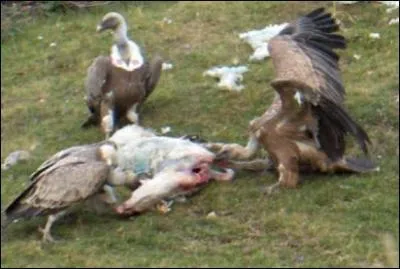 Dans les Pyrnes, le comportement de cet oiseau est en train de changer, de charognard, il parat qu'il devient prdateur !