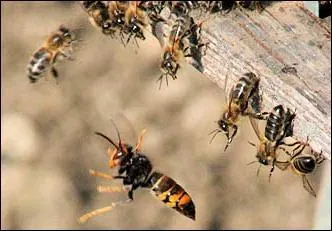 Insidieusement, il est en train d'envahir la France, et certainement l'Europe, ses victimes : les abeilles !