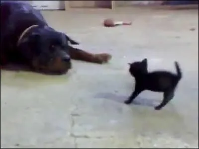 Ce chien s'en prend  un chat, quelle est la race du chien ?