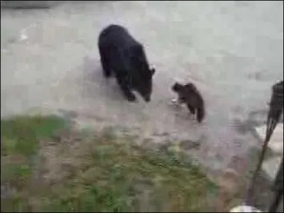 Ce chat est nerv, oui mais contre qui ?