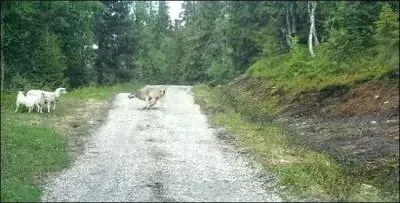 Sur cette photo on peut voir des moutons, mais qui est le prdateur ?