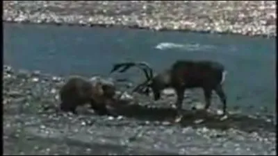 Sur la photo, on voit un grizzli attaquer un animal, quel est cet animal ?