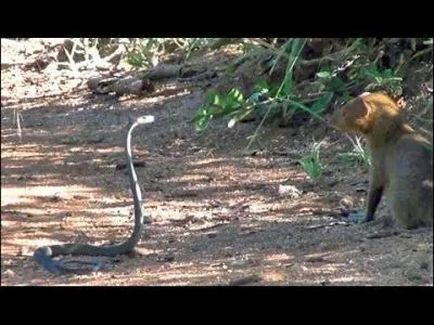 Comme vous le voyez, un cobra se dfend contre une attaque de ...