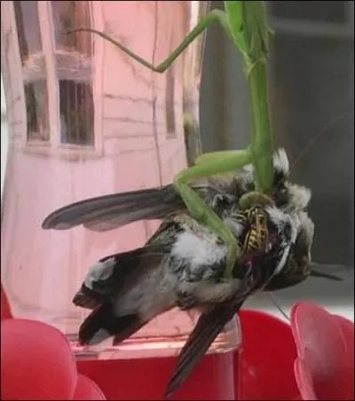 Quel oiseau est attaqu par la mante religieuse ?