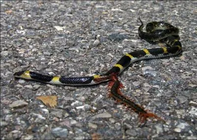 Ce serpent vient d'tre attaqu par un animal beaucoup plus petit que lui, il ne s'en sortira pas, qui est l'agresseur ?