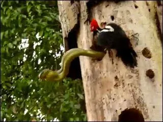 Ce serpent est entr dans un nid, et a ne plat pas du tout au propritaire des lieux, il va se charger de lui faire comprendre qu'il n'est pas le bienvenu !