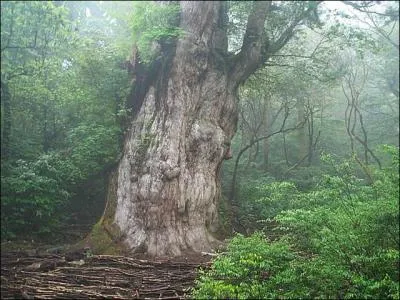 Comment s'appellent les for�ts qui ont inspir� les paysages du dessin anim� ?