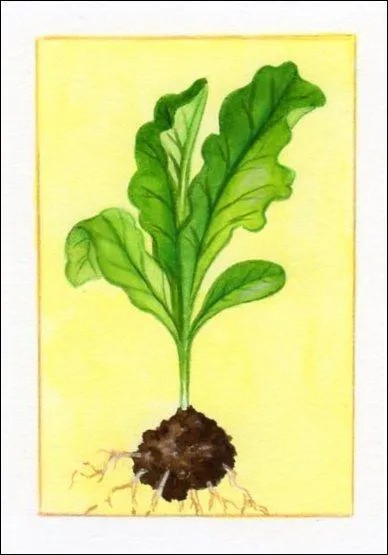 Quel est ce plant de tendre pousse ?