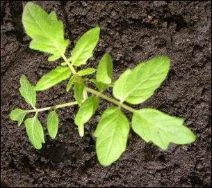 Voici un petit plant de ------- qui deviendra grand.