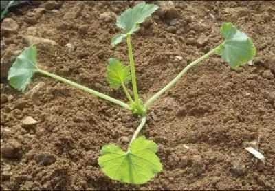 Quand j'aurai grandi vous rcolterez mes fruits pour les farcir.