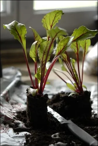 Moi, je suis le plant de :