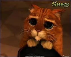  quoi servent les moustaches des chats ?