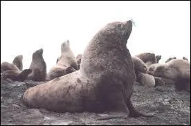 Quel est ce pinnipde ?